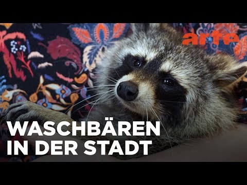 Die Waschbären von Berlin | 360° Reportage | ARTE Fernweh