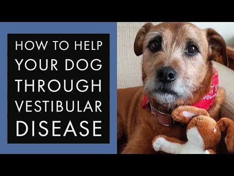 How to help your dog through Vestibular Disease (acute or old dog)