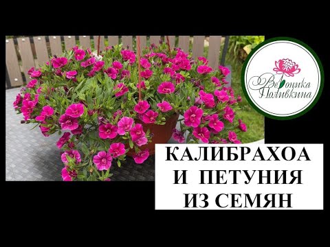 КАЛИБРАХОА и ПЕТУНИЯ из семян
