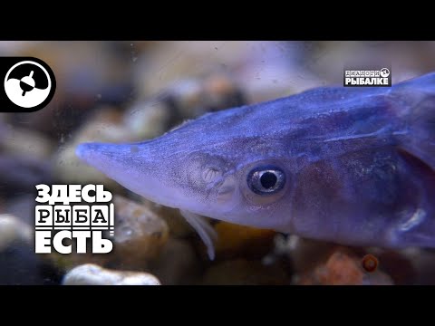 Разведение осетровых. Научный подход | Здесь рыба есть