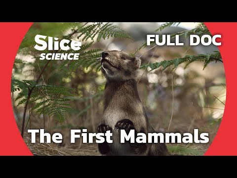 Chinese Fossils Reveal the Evolution of Mammals | SLICE SCIENCE | FULL DOCUMENTARY