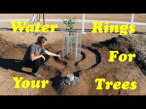 The BEST Way to Water Fruit Trees in the Desert!