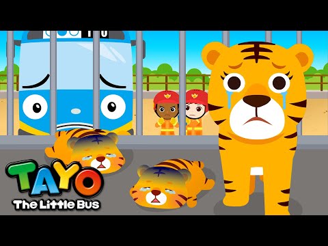 Protect the Baby Tigers! | Save the Animals | Tayo Animal Rescue Team | Tayo the Little Bus