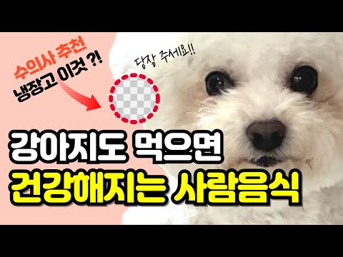 간식보다 나은 강아지 면역력 올려주는 사람 음식! 강아지 간식 추천