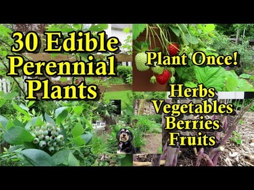 30 Perennial Crops to Plant Once & Eat Forever: Herbs, Vegetables, Brambles, Berries, Nuts, & Fruits