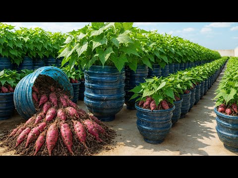 Grow Sweet Potatoes in Plastic Tubs on Balcony | Easy DIY
