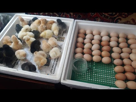 ІНКУБАЦІЯ від А до Я ( без заморочки і всупереч інструкції ).