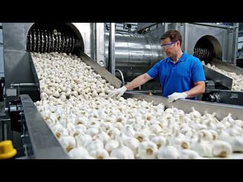 Mind-Blowing Garlic MEGA FACTORY: How Garlic is Mass Harvested And Processed! (full process)
