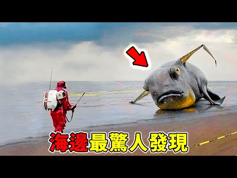海邊最驚人的10個發現,遊客冒死拍下的恐怖生物只能排第五,第一名撈到外星人的頭,科學至今無法給出解釋!