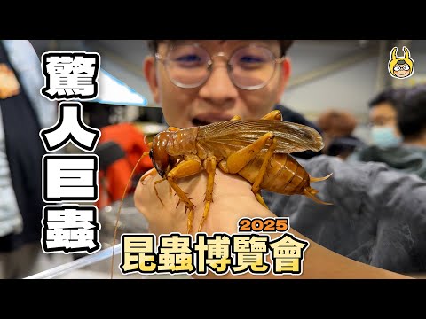 Giant Insects! See All the Most Popular Beetles at Once!