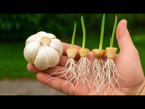🧄 How to Grow Garlic by Planting the Base. Quick and Easy