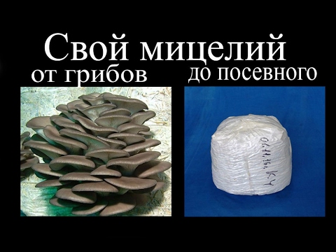 Свой мицелий. От грибов до посевного