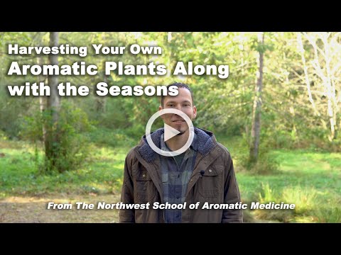 How to Wild-Harvest Aromatic Plants Seasonally for the Highest Potency