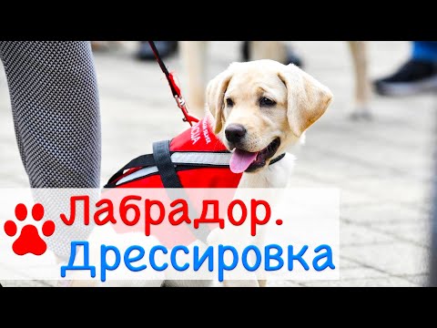 Labrador Retriever Training | Dog Training