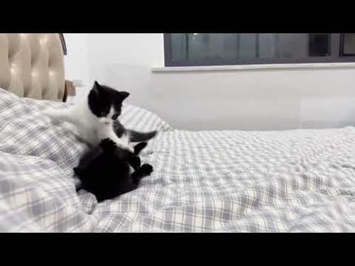 Two little cute kitties π±