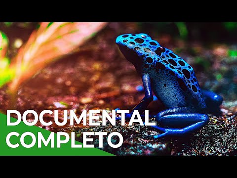 El Pulso de la Selva Atlántica | Free Documentary Nature - Español