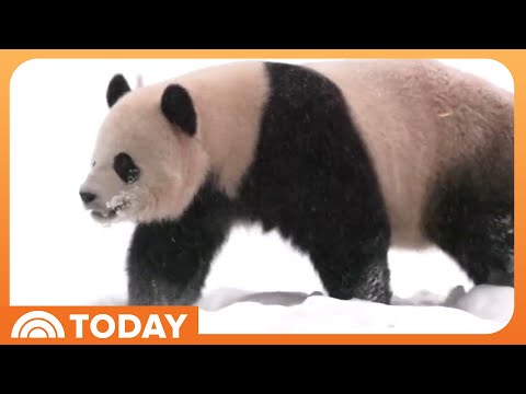 National Zoo's giant pandas make public debut live on TODAY!