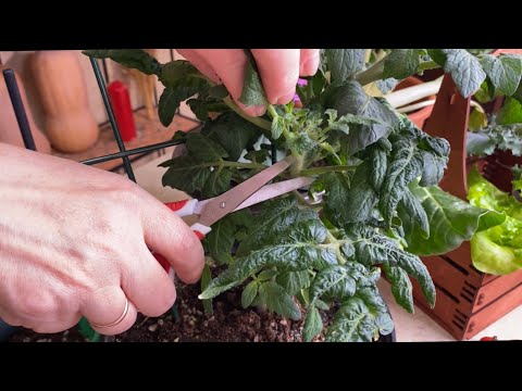 IT TURNS OUT WHAT YOU CAN DO WITH TOMATOES, BUT MANY DON'T KNOW!