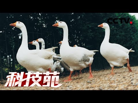 《科技苑》暴脾气白鹅 掐着时间养 20190527 | CCTV农业