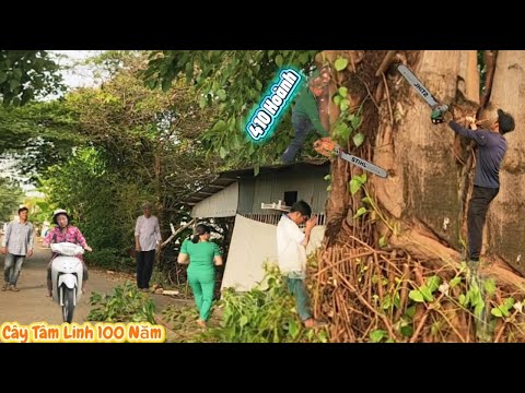 Cưa cây Bồ Đề siêu to khổng lồ / Sawing down a gigantic Bodhi tree. | P178