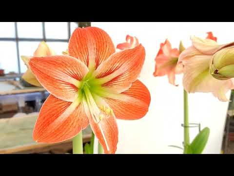 Начало роста гиппеаструмов. Обзор цветения 18.02.25. Начинаю кормить!