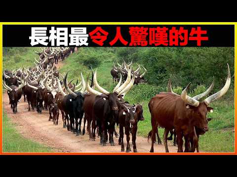 你這一生都可能沒見過的18種牛,牛角長達3米的,全身長滿腱子肉的,如同貓狗般大小的,每一個都令人嘖嘖稱奇|#世界之最top #世界之最 #冷知識 #腦洞大開 #top10 #地球之最 #排名