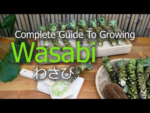 How To Grow Wasabi | Seeds | Seedlings | Harvest | Propagate