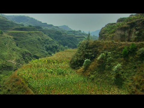 Green Gold: Regreening the Desert | John D. Liu | English