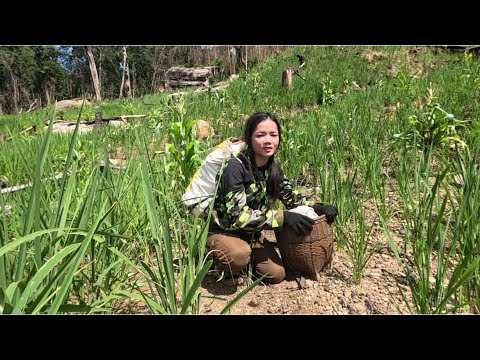 ອອກໄຮ່ເອື້ອຍເກືອບບໍ່ລອດ😩//ออกไร่พี่สาวเกือบไม่รอด😩22 สิงหาคม ค.ศ. 2025