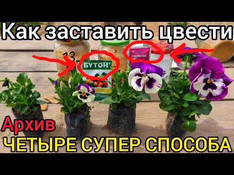 Как я заставляю цвести быстро и обильно Петунии. ЧЕТЫРЕ СУПЕР СПОСОБА + ЧЕТЫРЕ ЗОЛОТЫЕ. ❗️ИЗ АРХИВА