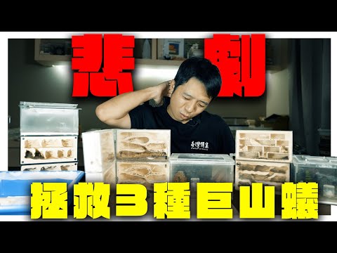 緊急拯救3窩巨山蟻|原來這樣會讓螞蟻「瞬間衰弱」|拯救螞蟻的方法【臺灣蟻窟】