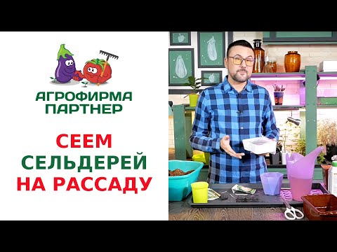 СЕЕМ СЕЛЬДЕРЕЙ НА РАССАДУ