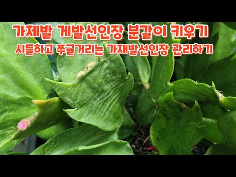 Crab cactus #Crab cactus #Repotting #Soil mix #Growing #Cutting care