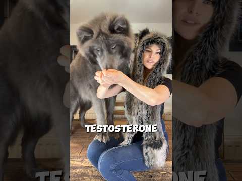 Why Wolves don’t like MEN and don’t recognize ‘genderless’ people? #wolf #wolves #wolfbehavior