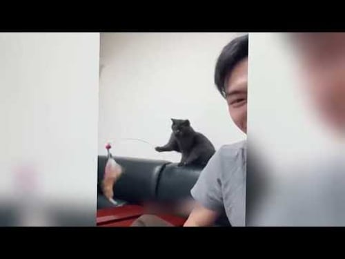 Lustige Tiere, die Freude in deinen Tag bringen ♥