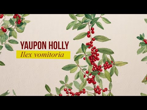 Yaupon Holly Can Be Grown For Caffeine On YOUR Property! Here's How to Harvest and Make a Tea!