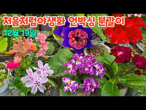 #처음처럼야생화 언박싱 #레위시아 #스토크 #노랑방울새란 #게이소리자 #유럽패랭이 #분갈이 #풍란자홍매 #해오라비란 #부러쉬나무 #키우기