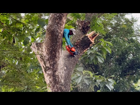 Tense! Seconds of the fall of the biggest tree in the garden!