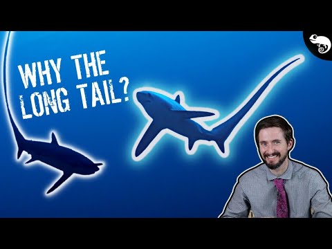 All 5 White Sharks and Their Bizarre Relatives