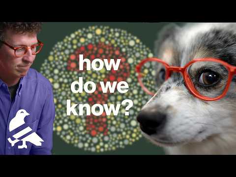 Dog vision, explained