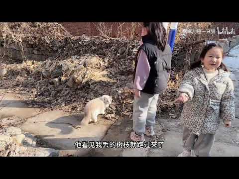 带猫回村过了个年,走街串巷的遛弯爪子黢黑