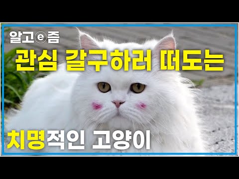 "다들 날 주목하라냥~" 관심병? 연예인 병? 내가 바로 이 동네 스타! 인형 같은 외모로 틈만 나면 길거리 한가운데서 매력 뽐내고 시선집중 즐기는 고양이│고양이를 부탁해│알고e즘