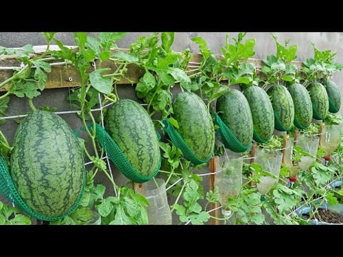 Wall-Mounted Hydroponic Watermelon System, Grow Large Juicy Fruits Easily Without Watering