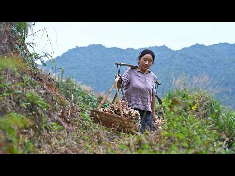 Ginger Feast|"Turnips in winter,ginger in summer",ginger harvest,we’re hosting a ginger‑themed feast