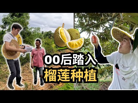 【 🇲🇾⛰️第一天推芭】00后的我正式开始踏入榴莲行业,看看榴莲树,修枝,在芭场的一天 VLOG