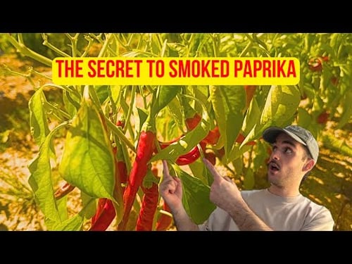 Discover the Secret Behind Spain’s Finest Smoked Paprika! 🌶️🔥