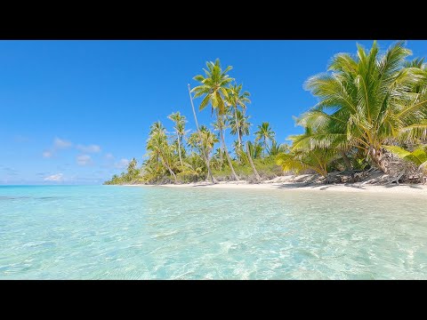 French Polynesia Tropical Island Background Video