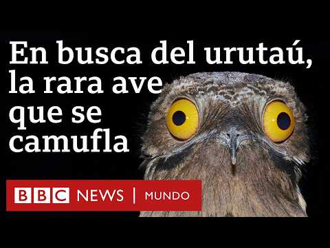 El joven uruguayo que busca al misterioso urutaú, el pájaro con camuflaje que es único en América