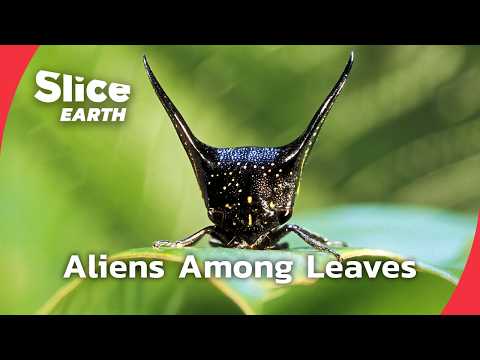 Amazon Expedition: Revealing Earth’s Strangest Creatures | SLICE EARTH | FULL DOC