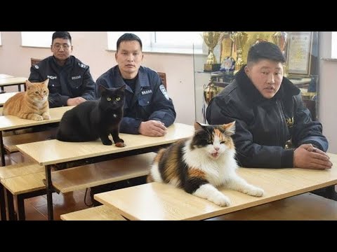 When Your Cat Thinks โIf My Human Does It, I Can Tooโ ๐